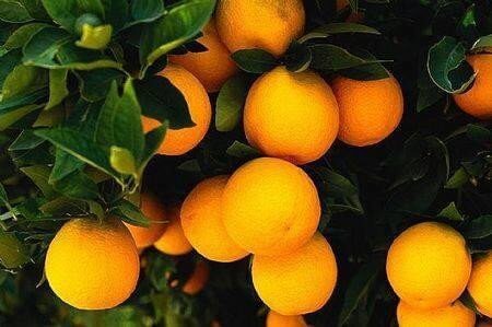 arance-vaniglia-apireno-ribera-sicilia